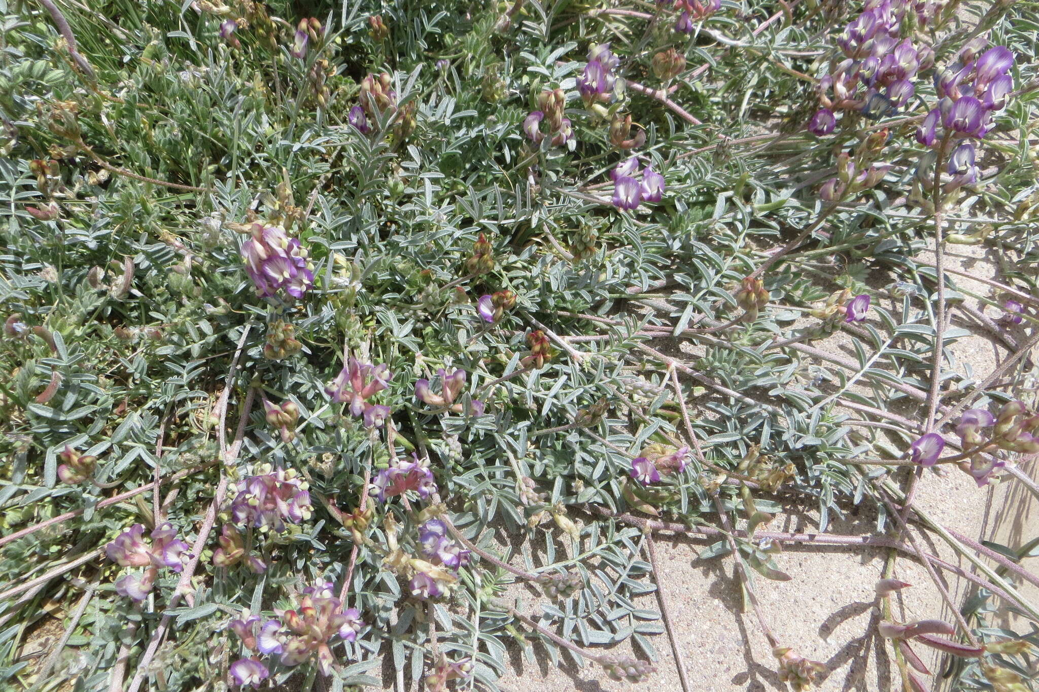 Imagem de Astragalus arizonicus A. Gray