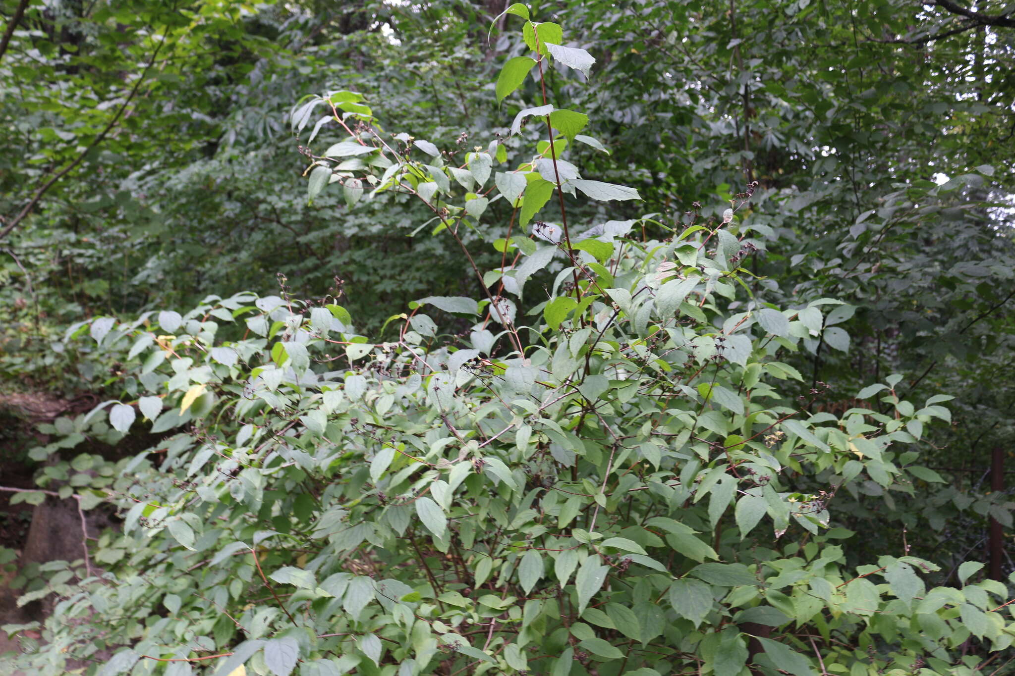 Image of golden mock orange