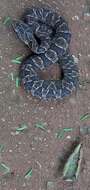 Imagem de Bothrops neuwiedi Wagler 1824