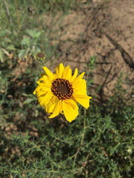 Sivun Encelia californica Nutt. kuva