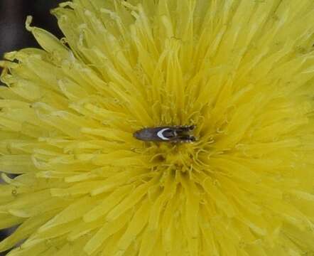 Sivun Diploschizia impigritella Clemens 1862 kuva