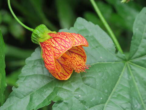 Image of Painted indian mallow