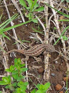 Image of Bunchgrass Lizard