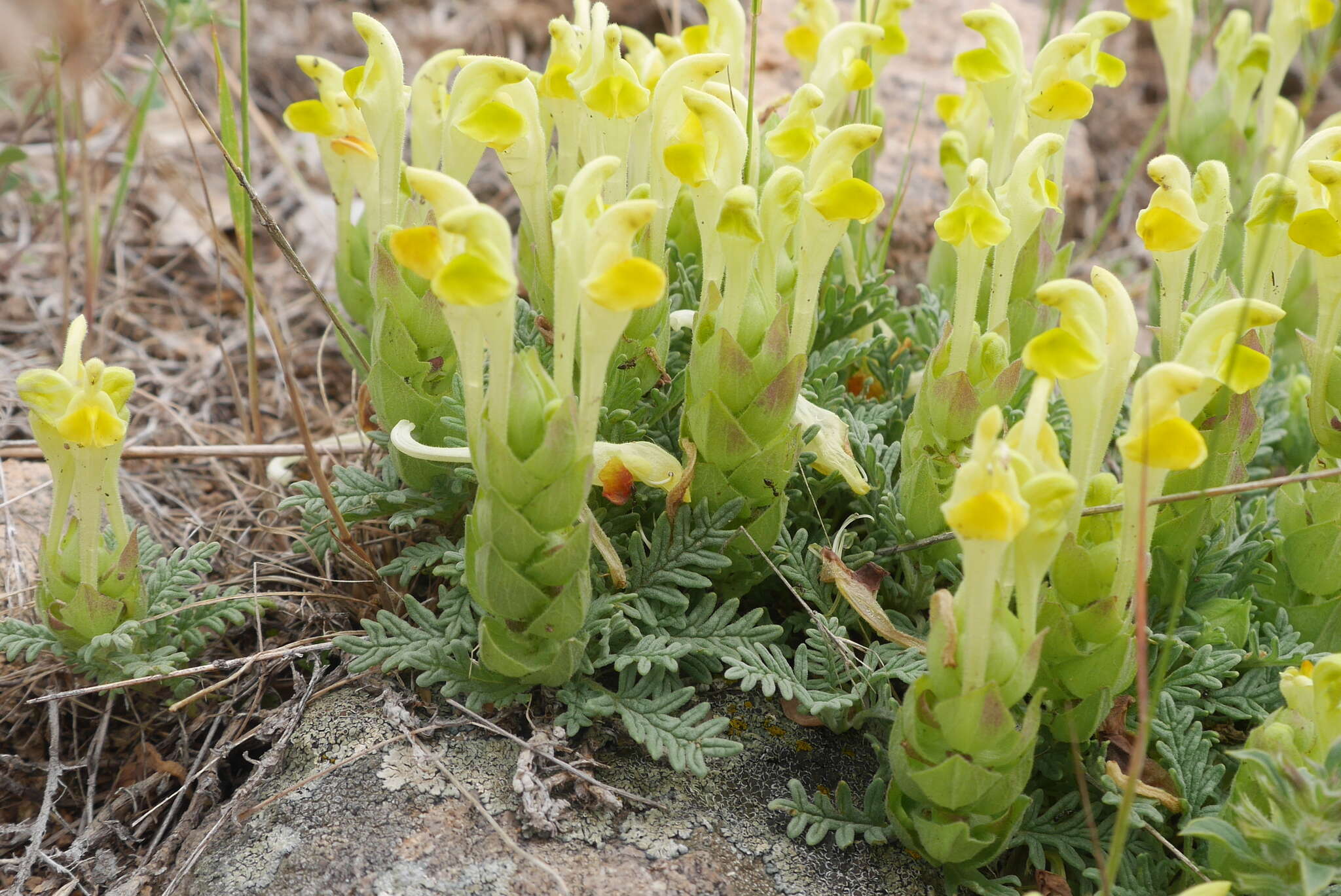 Image of Scutellaria orientalis L.