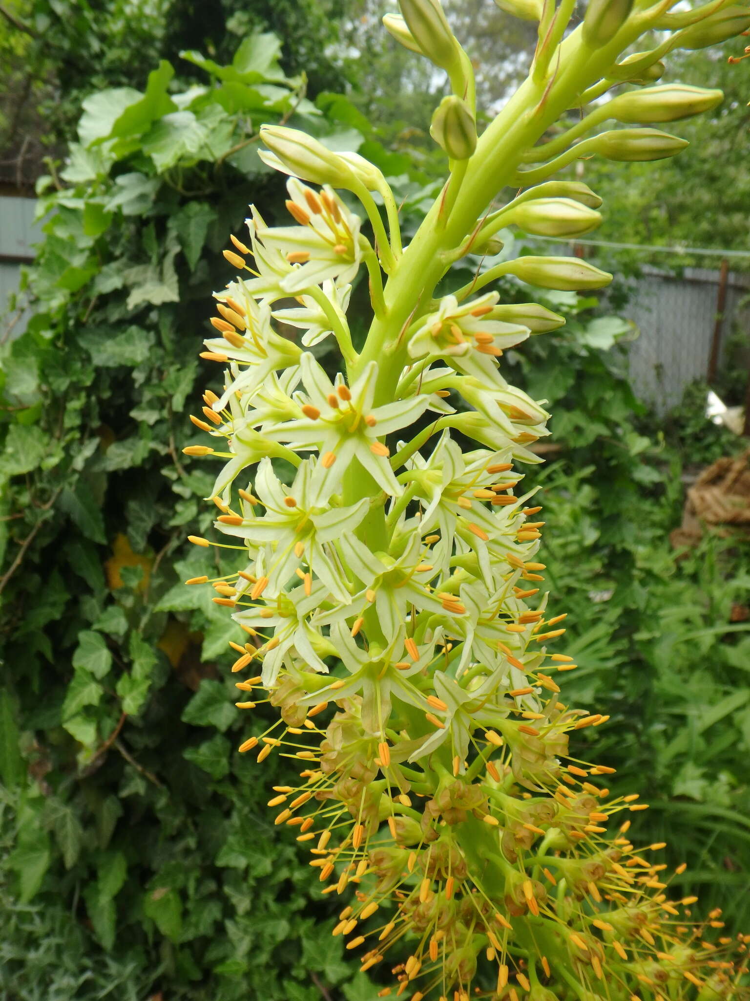 Image of Eremurus tauricus Steven