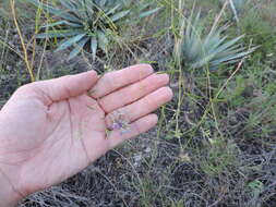 Image of narrowleaf Indian breadroot