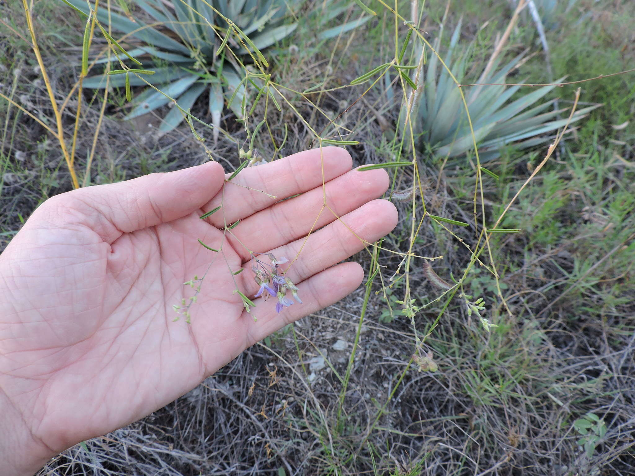 Image of narrowleaf Indian breadroot