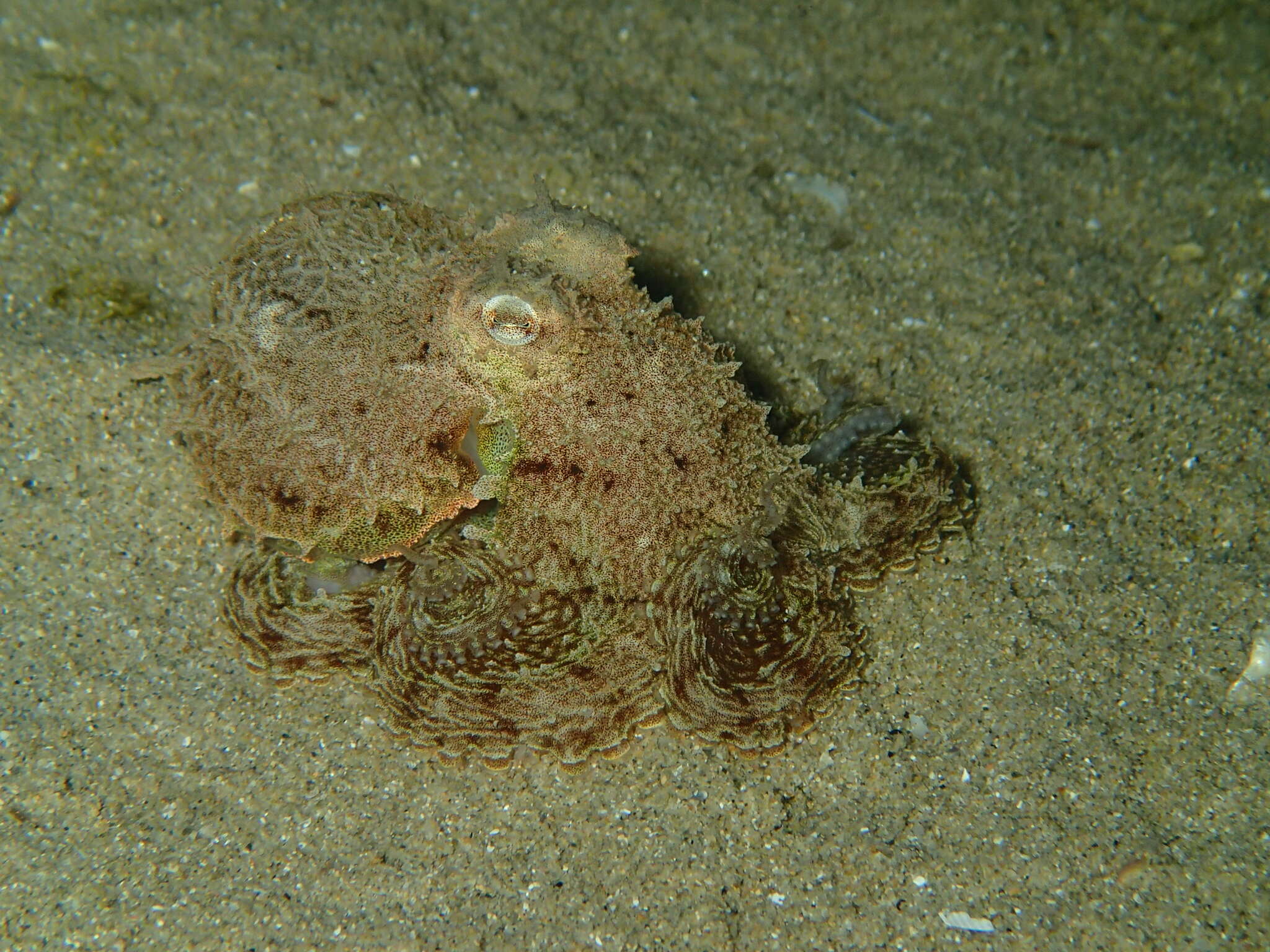 Image of Octopus berrima Stranks & Norman 1992