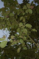 Image de Artocarpus lacucha Buch.-Ham. ex D. Don