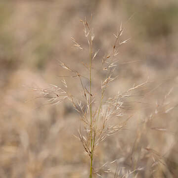 Image of Austrostipa exilis (Vickery) S. W. L. Jacobs & J. Everett