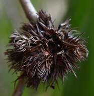 Sivun Beesonia ferrugineus (Froggatt 1921) kuva