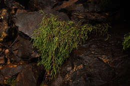 Image of Dwarf Mountain Pine