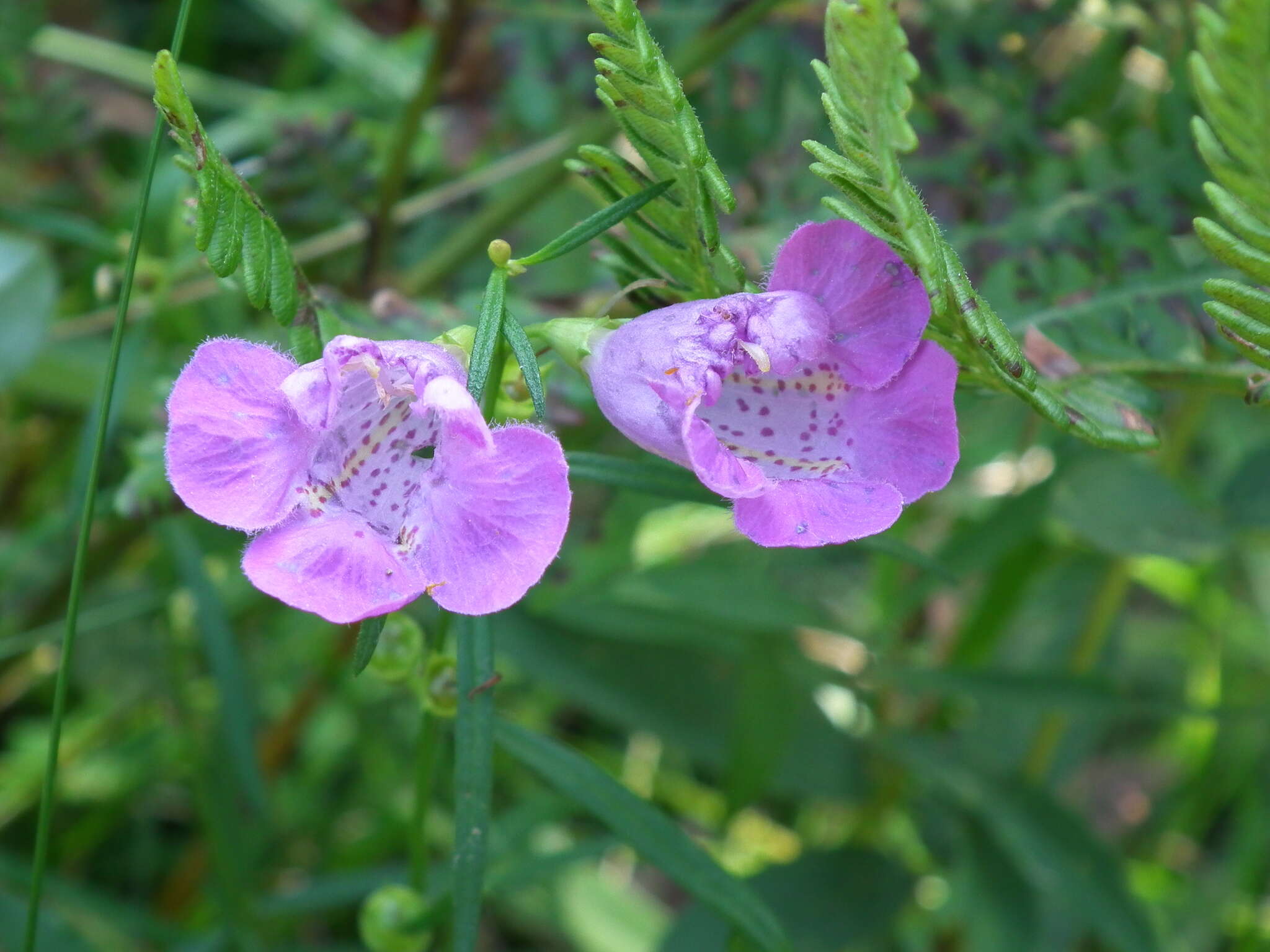 Image of <i>Agalinis <i>purpurea</i></i> var. purpurea