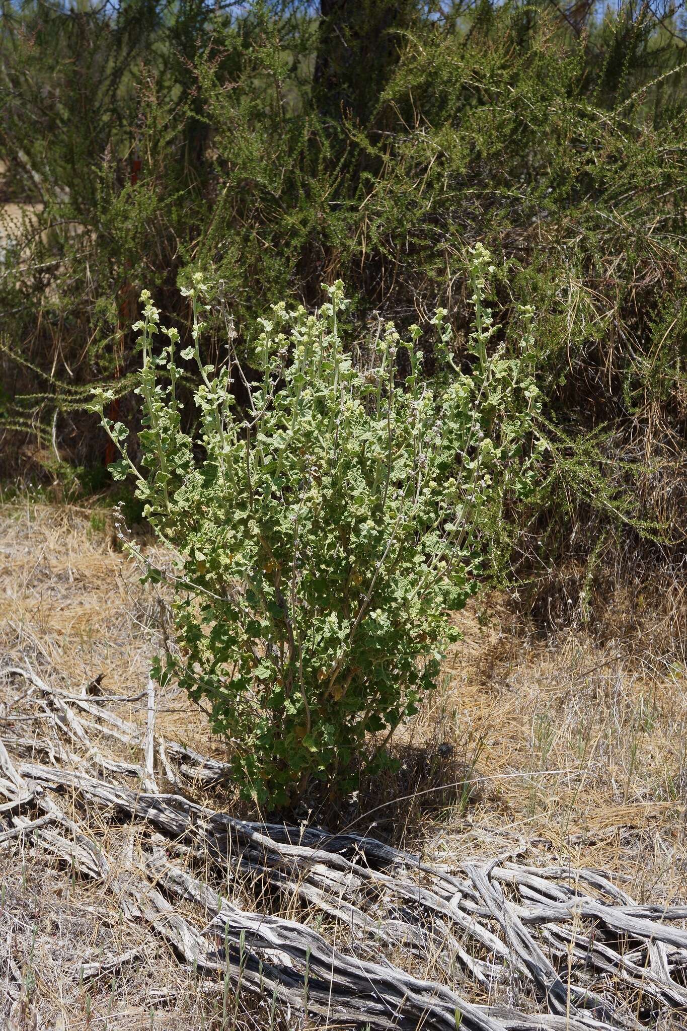 Imagem de Malacothamnus aboriginum (B. L. Rob.) Greene