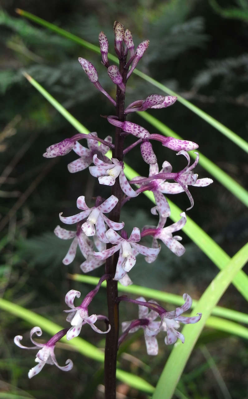 Image of Spotted hyacinth-orchid