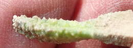 Image of Haworthiopsis scabra (Haw.) G. D. Rowley