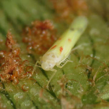 Image of Blackberry Leafhopper