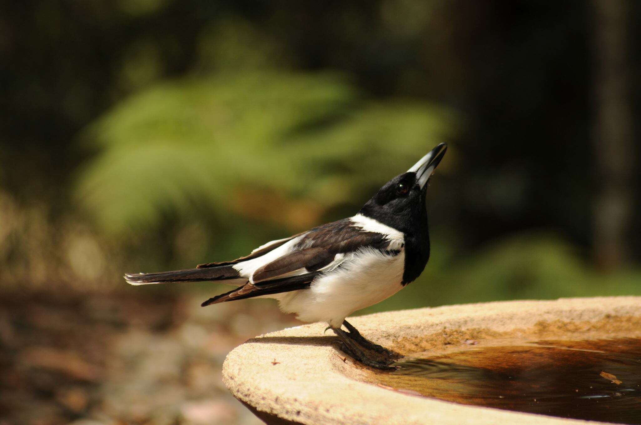 Imagem de Cracticus nigrogularis (Gould 1837)