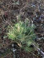 Image of Erysimum suffrutescens (Abrams) Rossbach