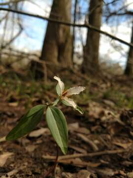 Imagem de Trillium pusillum Michx.