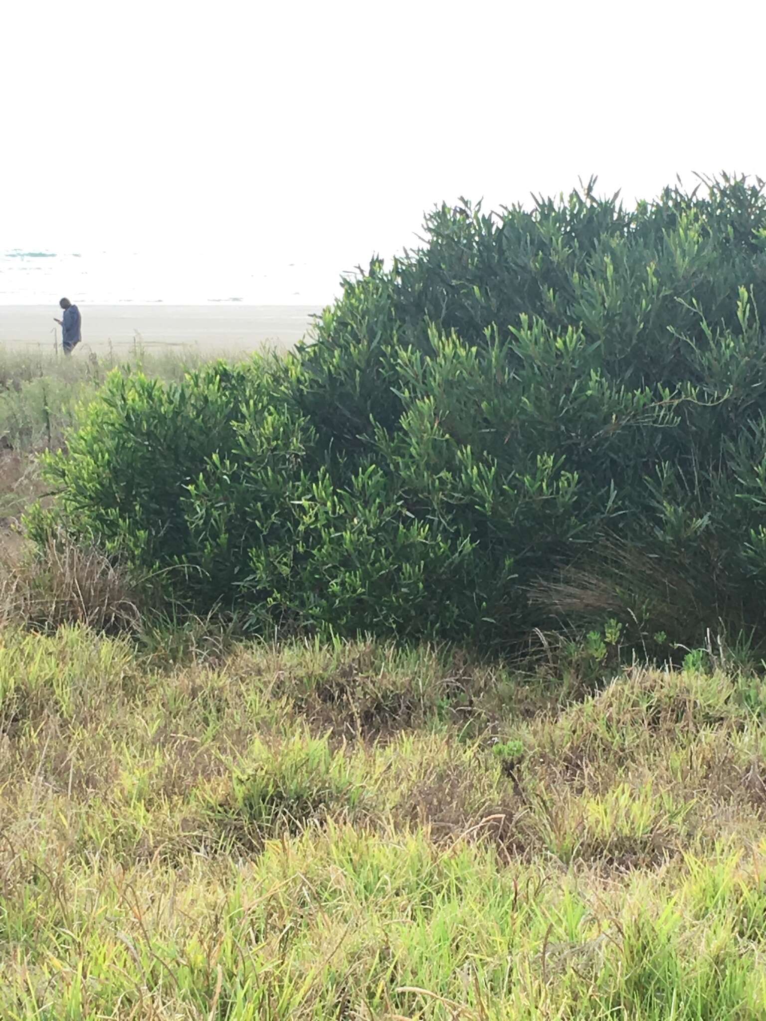 Imagem de Acacia longifolia subsp. sophorae (Labill.) Court