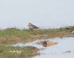 Image of Calidris alpina schinzii (Brehm, CL & Schilling 1822)