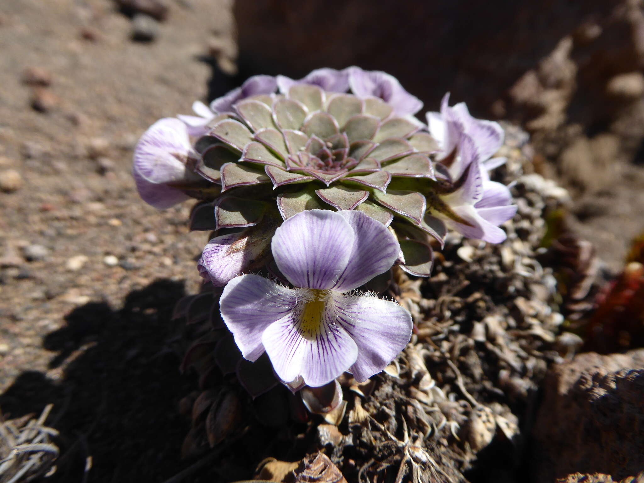 Image of Viola pachysoma