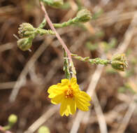 Слика од Holocarpha heermannii (Greene) Keck