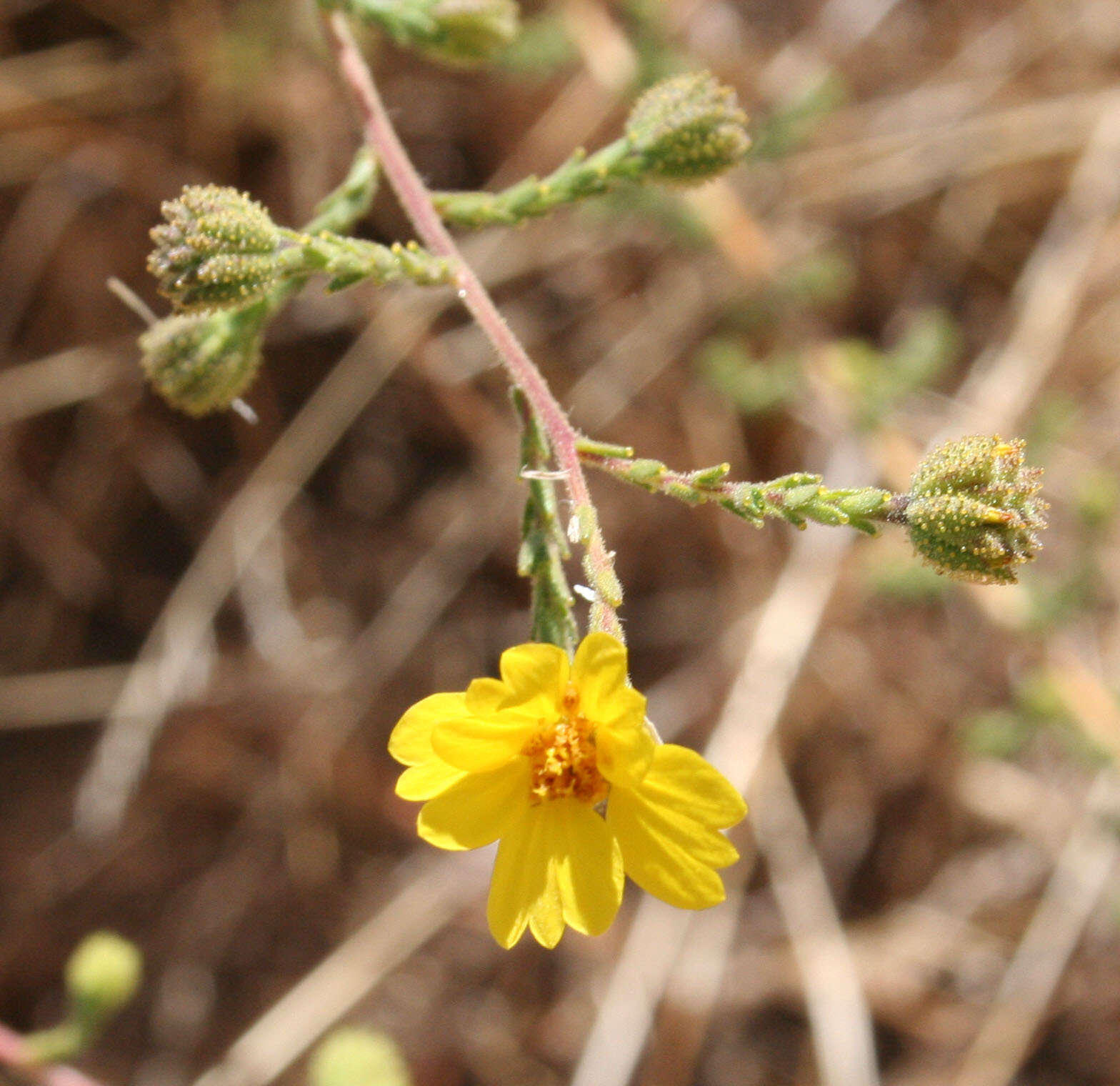 Image of Heermann's tarweed