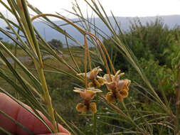 Image de Gomphocarpus stenophyllus Oliv.