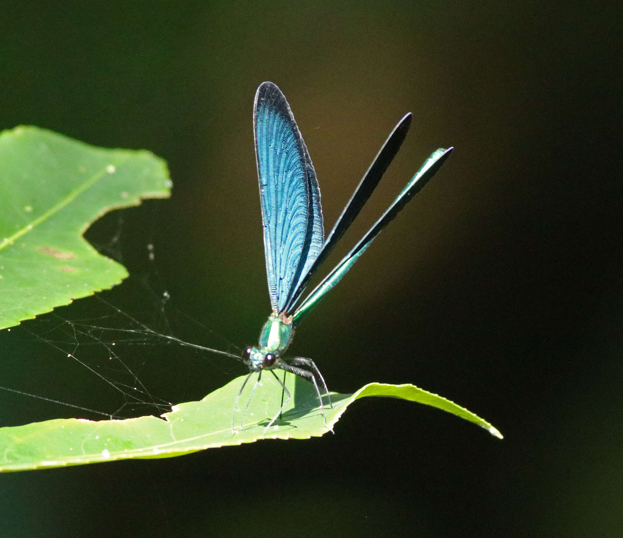 Image of Matrona cyanoptera Hämäläinen & Yeh 2000