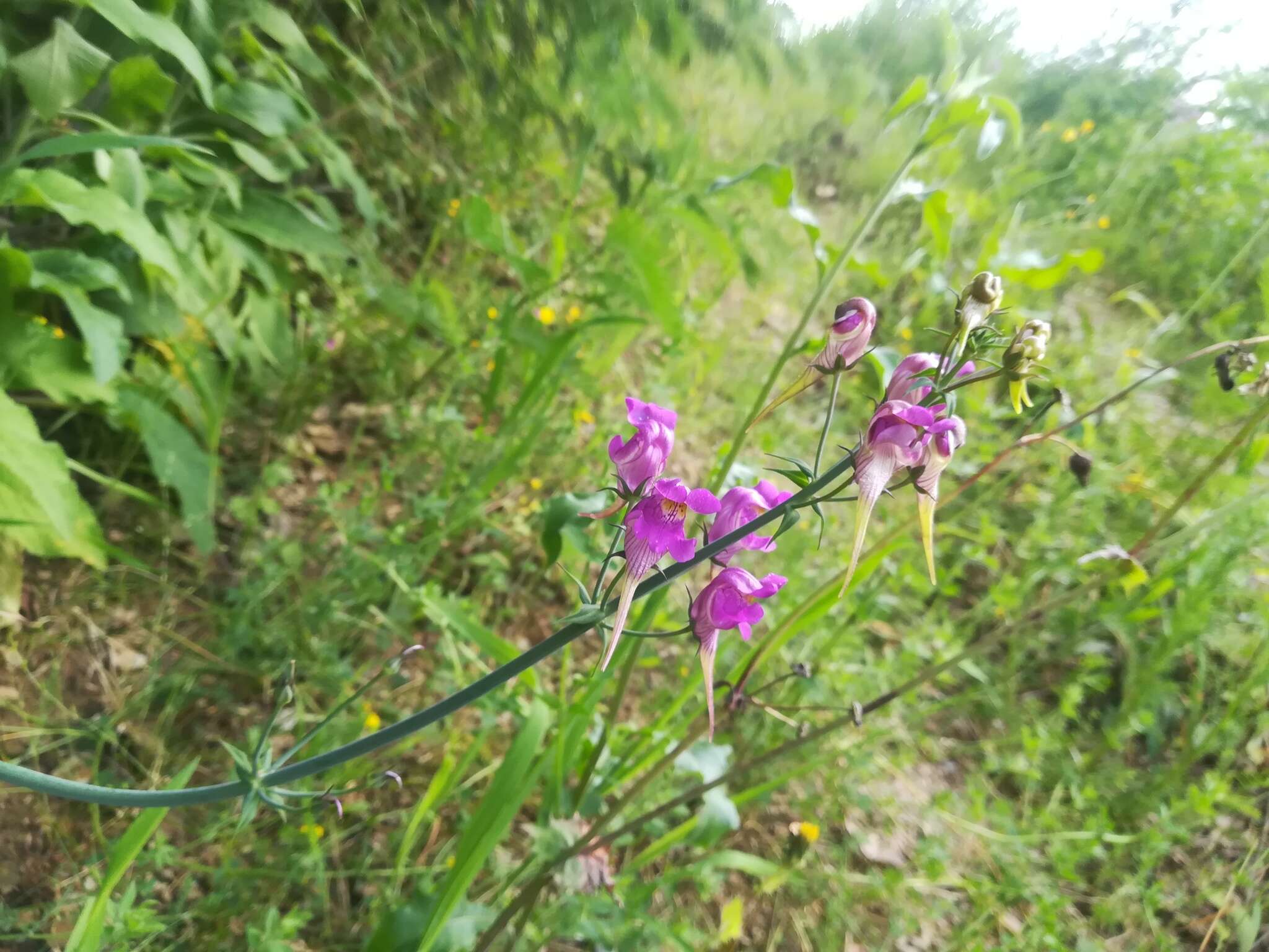 صورة Linaria triornithophora (L.) Willd.