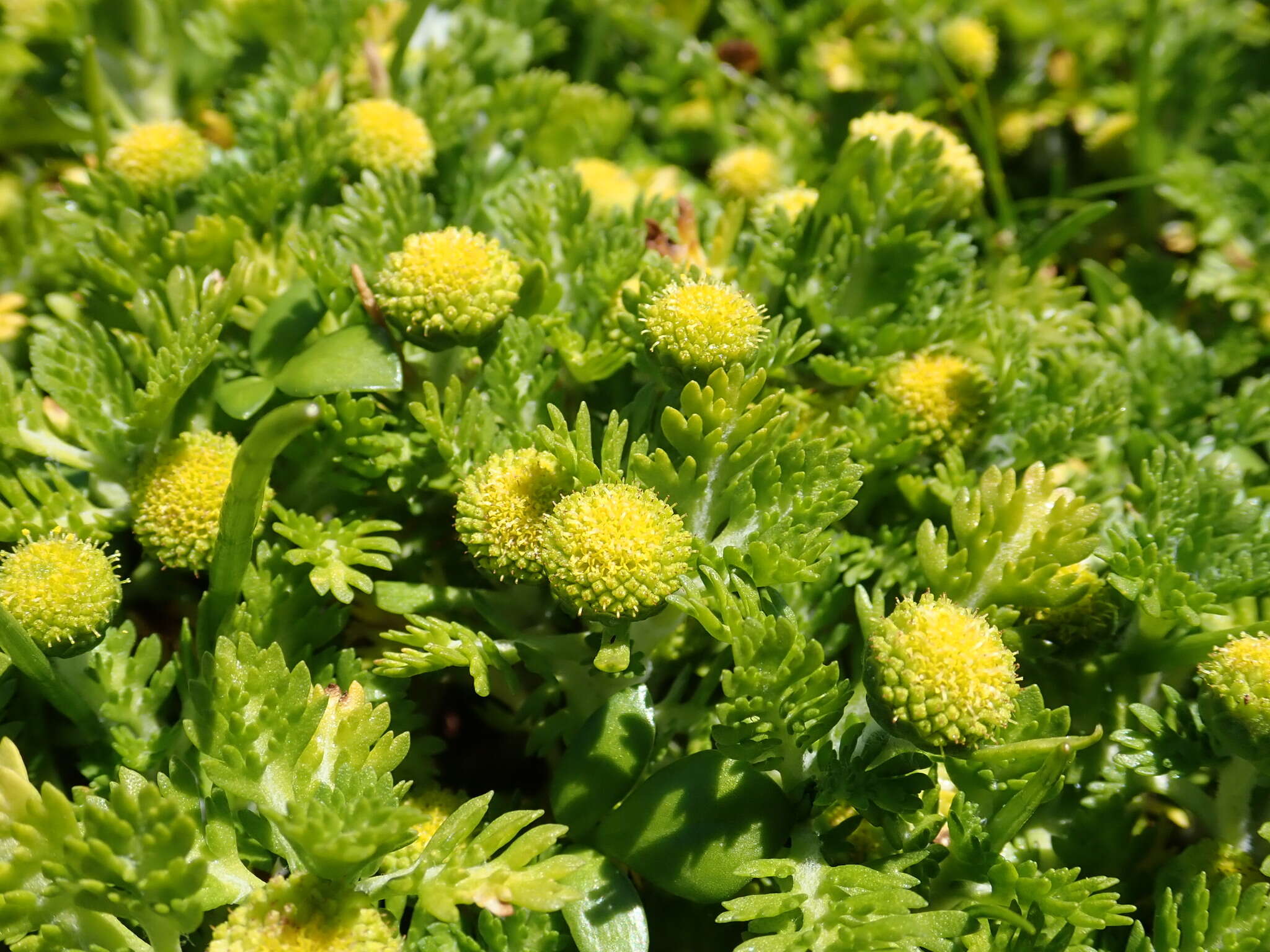 Image of Leptinella lanata Hook. fil.