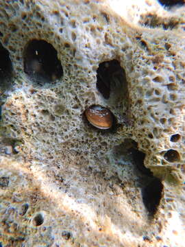 Image of Date Mussel