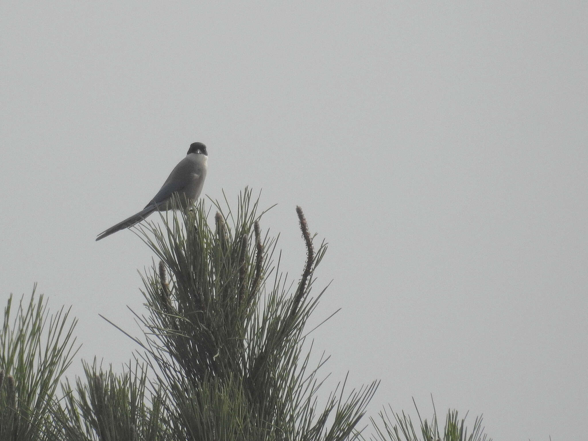 Image of Iberian Magpie