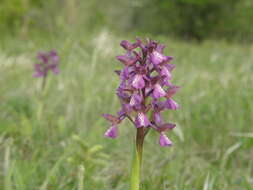 Image of Anacamptis morio subsp. picta (Loisel.) Jacquet & Scappat.