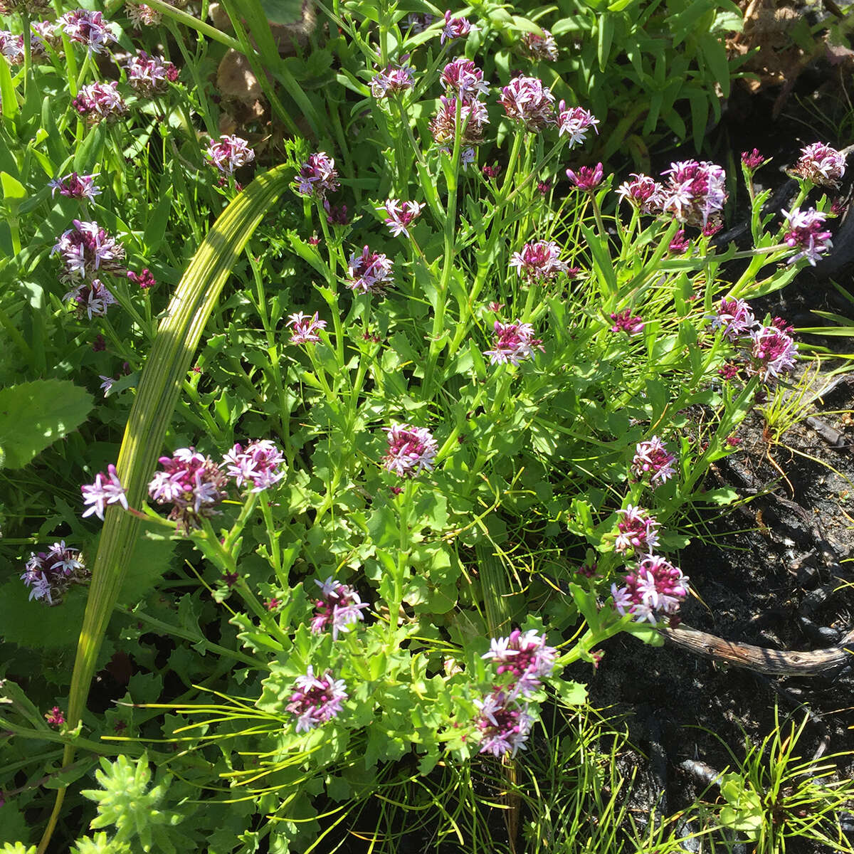 Image de Lobelia jasionoides (A. DC.) E. Wimm.