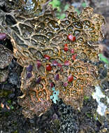 صورة Lobaria anthraspis