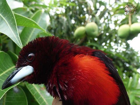 Image of Crimson-backed Tanager