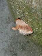 Image of Warm-chevroned Moth