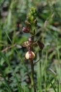 Image de Eulophia tenella Rchb. fil.