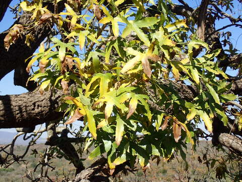 Image of Rock cabbage tree