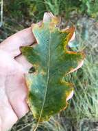 Imagem de Quercus stelloides E. J. Palmer