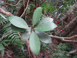 Image of Machilus obovatifolia (Hayata) Kaneh. & Sasaki