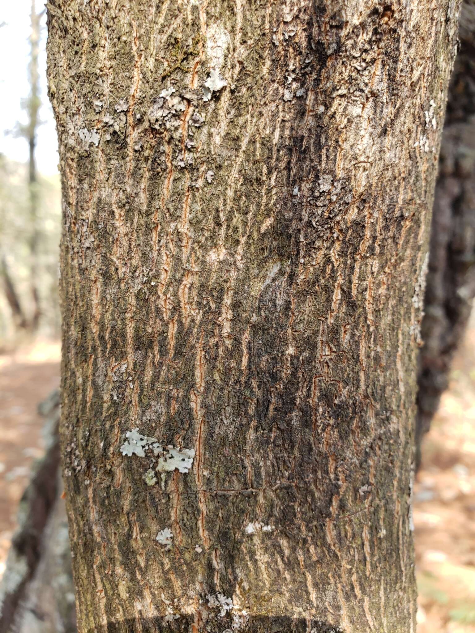 Image of Styrax argenteus Presl