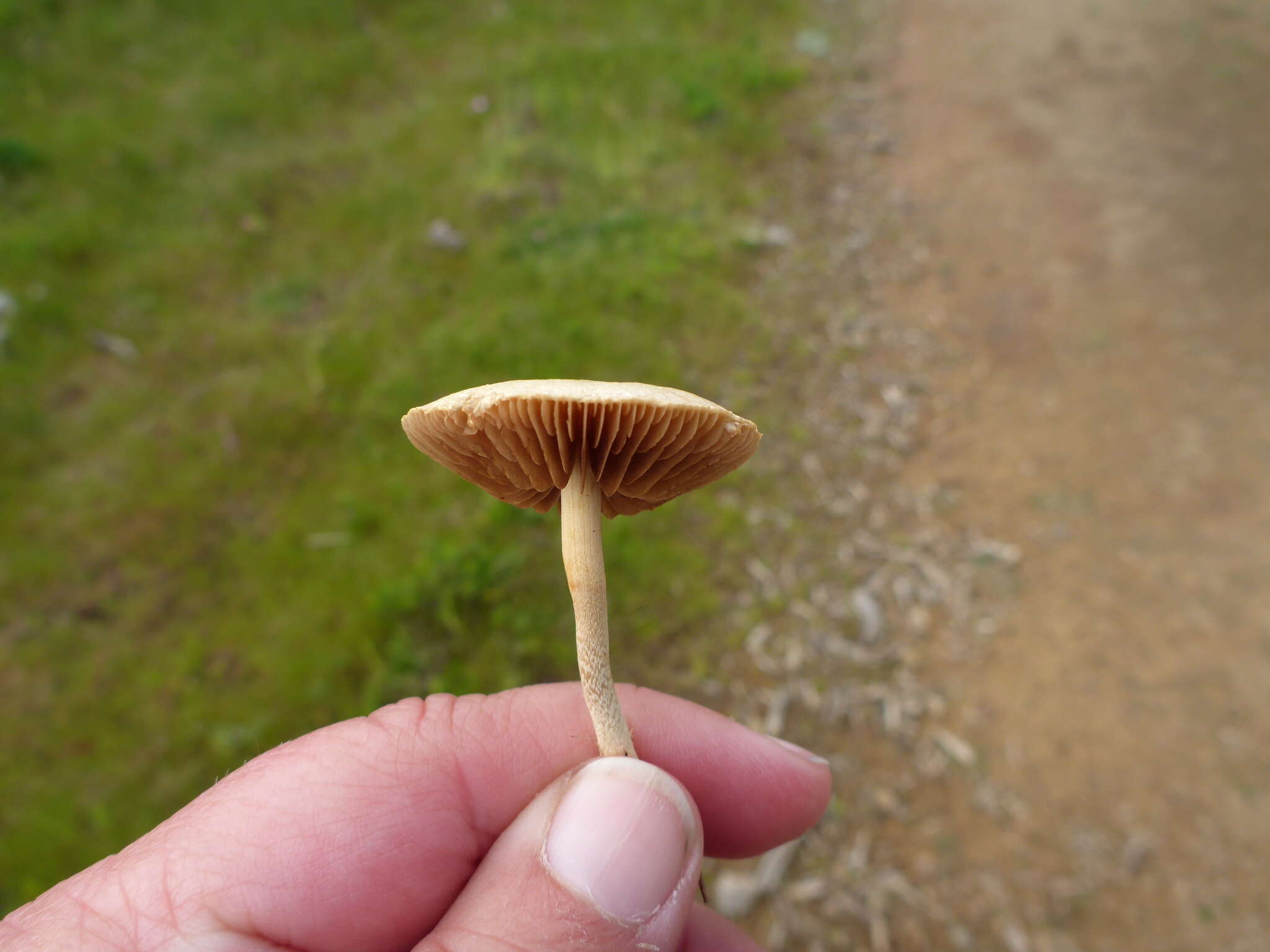 Image of Agrocybe pediades (Fr.) Fayod 1889