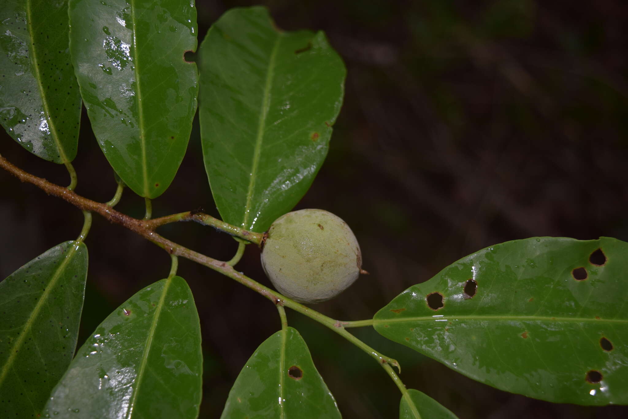 Image of Casearia thamnia