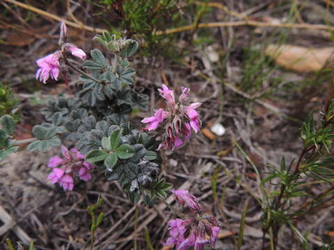 Imagem de Indigofera mauritanica (L.) Thunb.