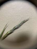 Schizachyrium scoparium subsp. divergens (Hack.) Gandhi & Smeins resmi