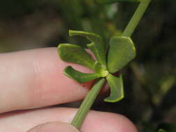 صورة Anthocercis ilicifolia Hook.